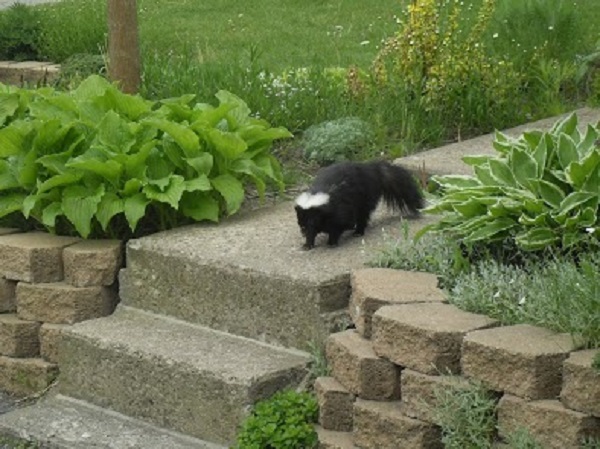 Skunk Removal Milwaukee