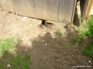 Backyard Wildlife: How Skunks Beat the Heat in Milwaukee