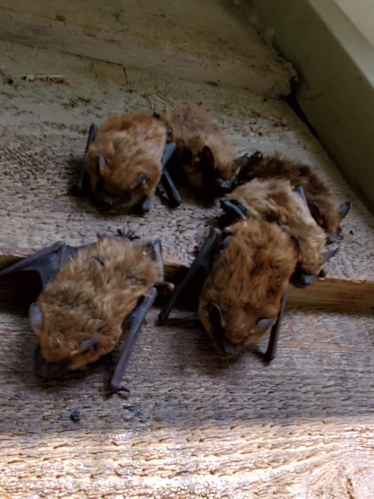 Madison Wildlife Control Humane Bat Removal Importance