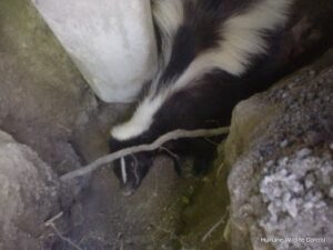 Skunk Control Madison