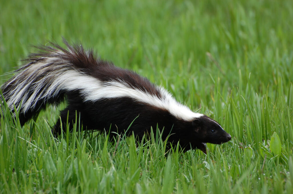 Skunk Removal Milwaukee