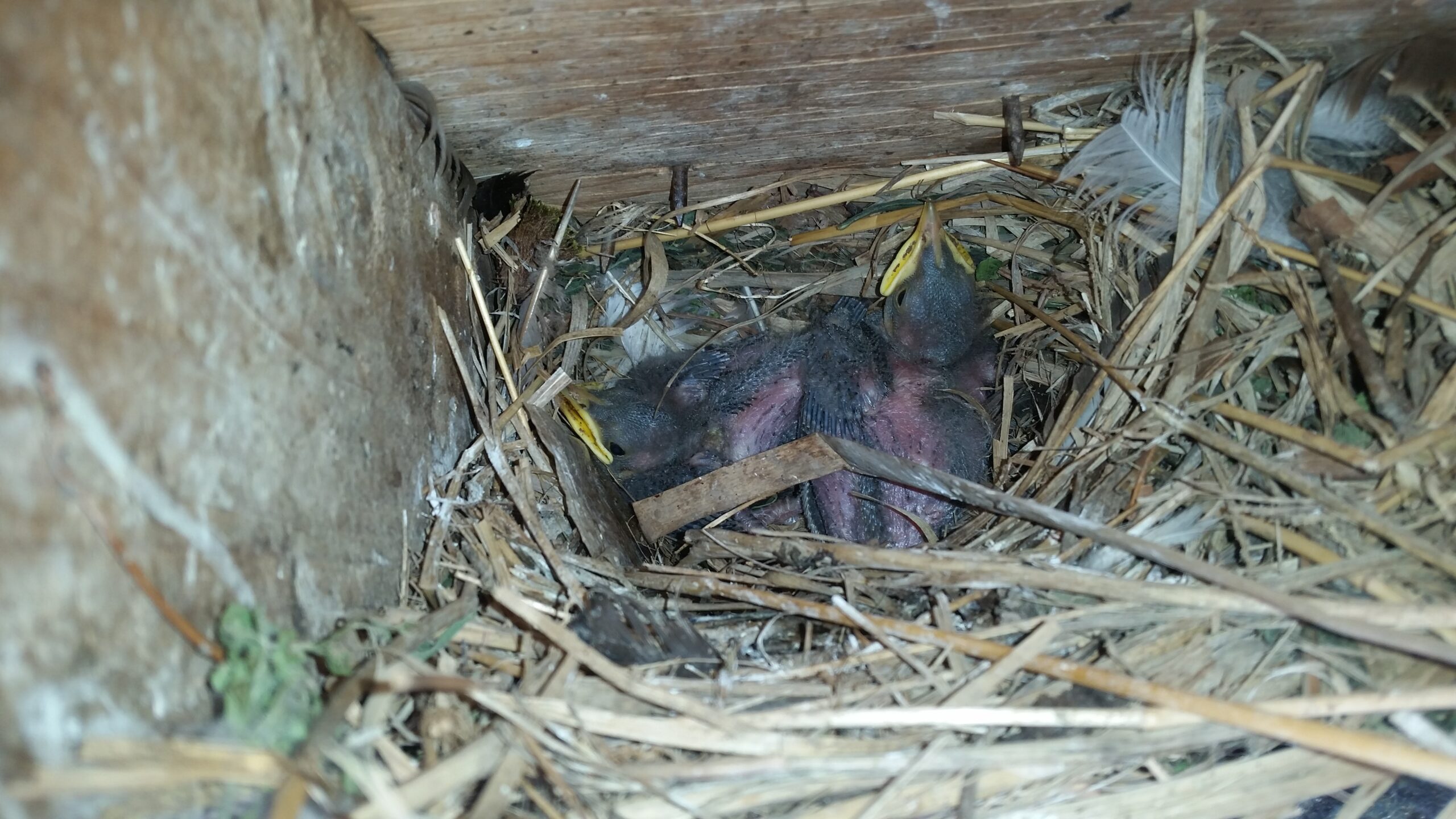 How to Remove an Unwanted Bird's Nest