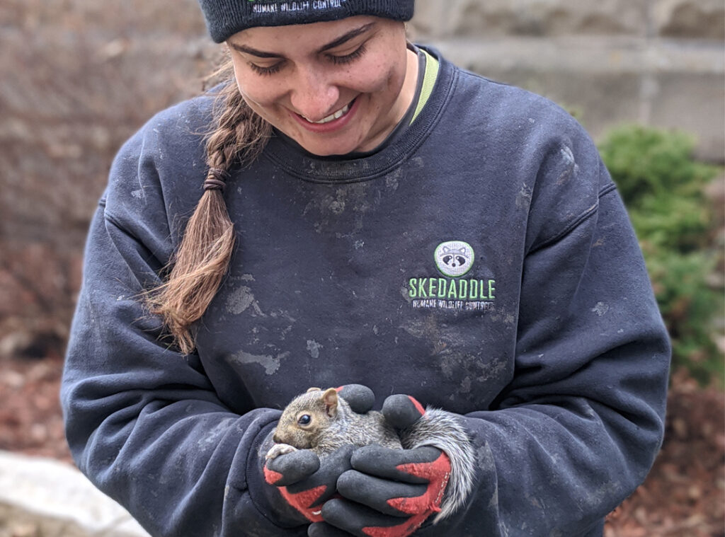 Squirrel Removal Waukesha