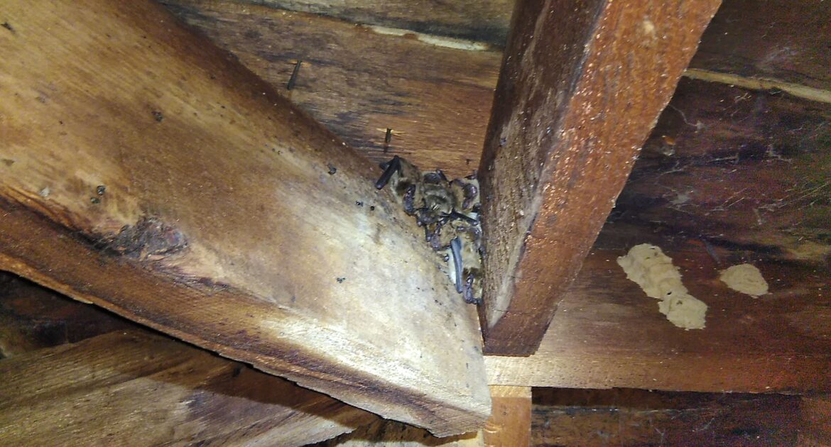 Bat Removal Milwaukee