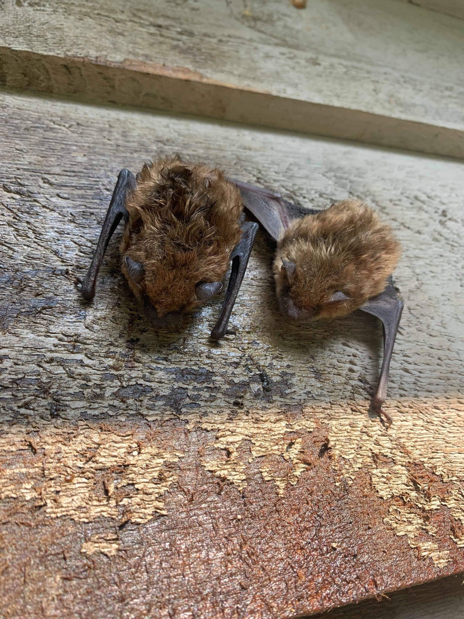 Why Bats Are Afraid of Humans?