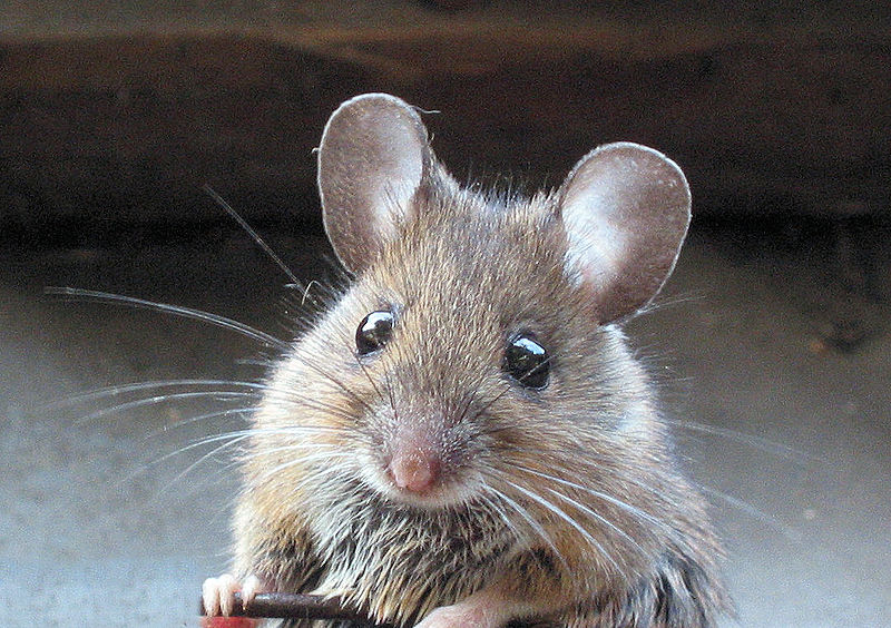 How to catch a mouse in shop my house