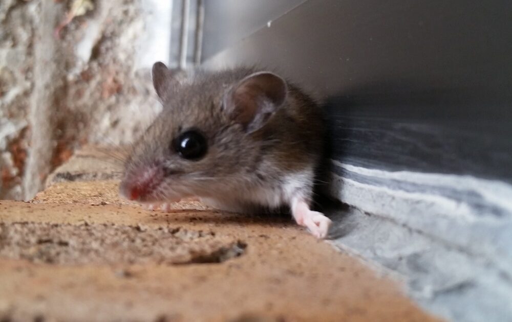 Mice Removal Coquitlam