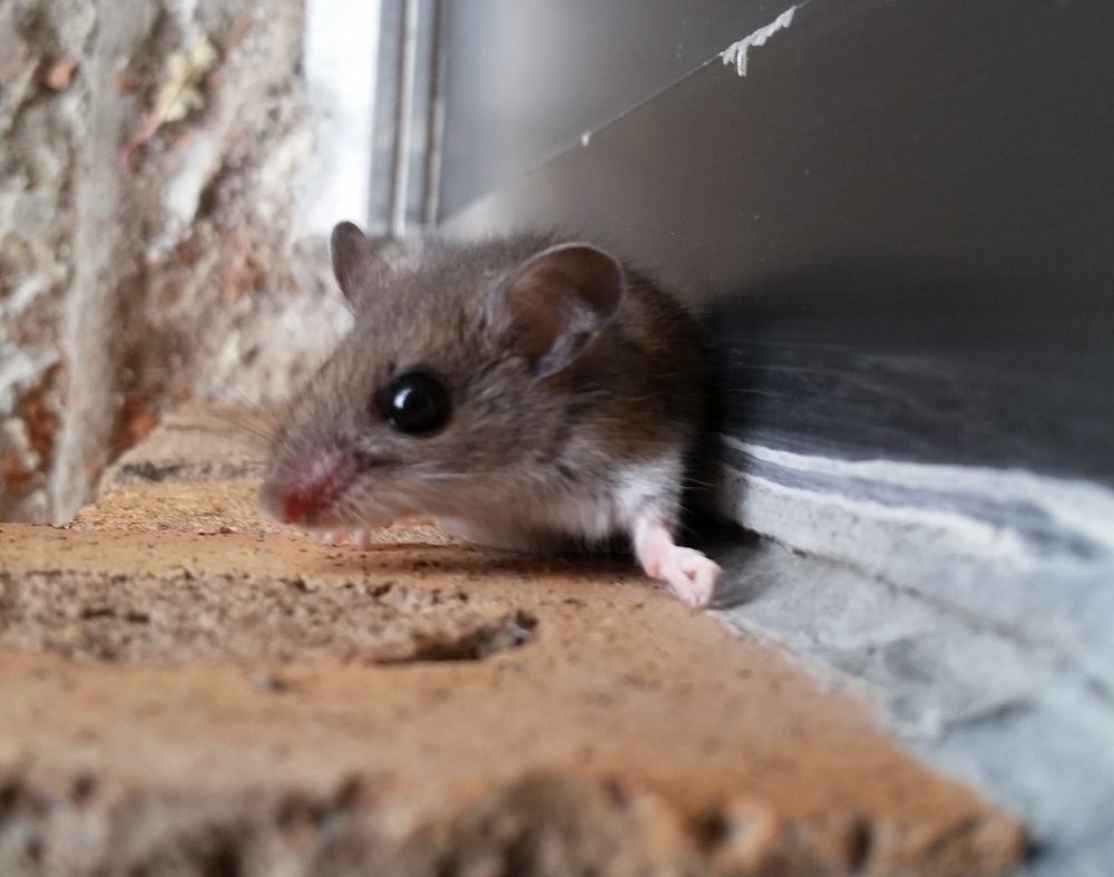 Mice Removal Coquitlam