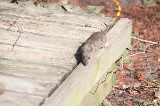 Rodent Control Milwaukee