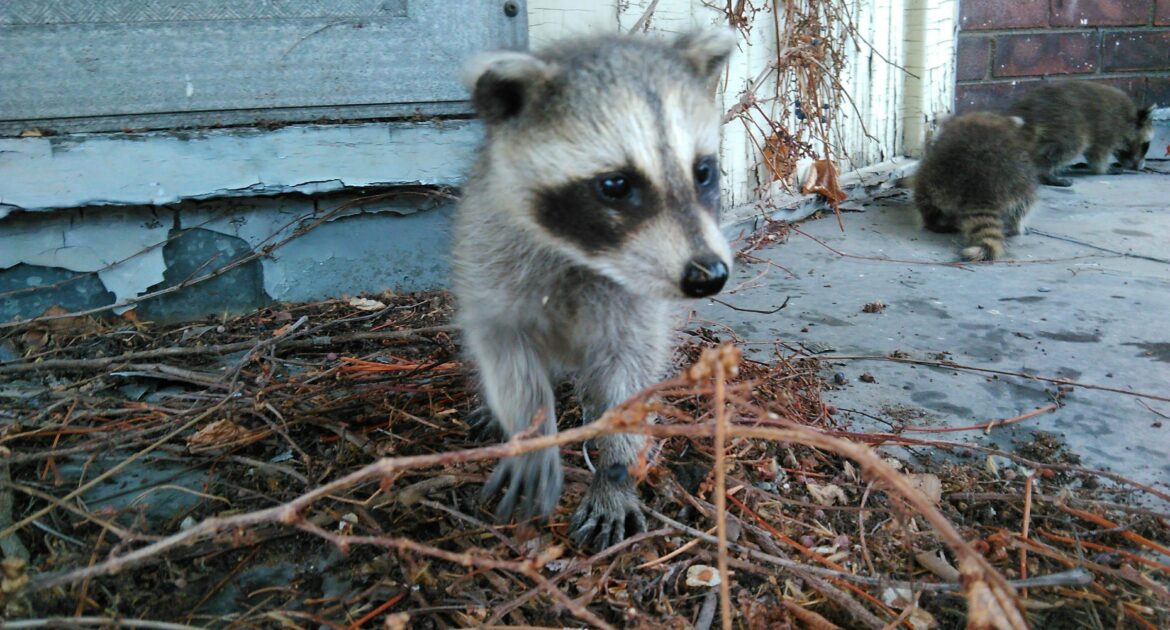 Wildlife Control