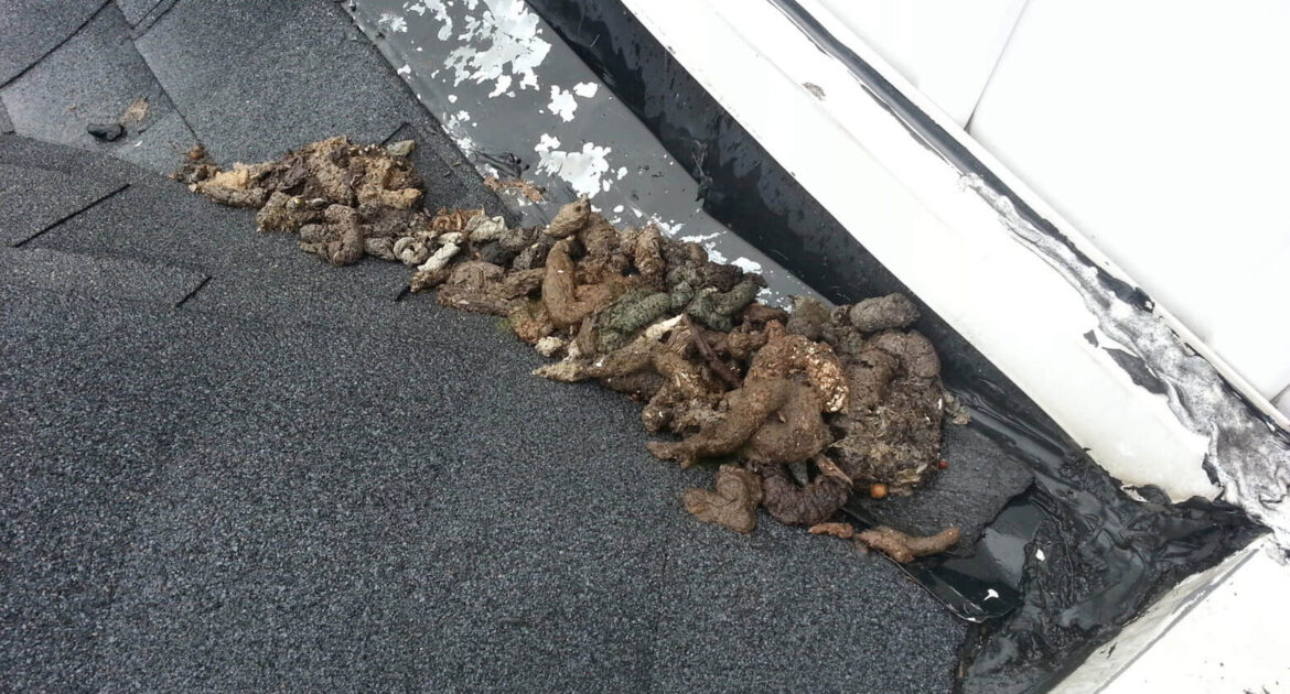 Raccoon Poop Milwaukee