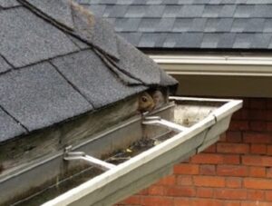 The Unseen Entry Points of Squirrels - Roof Edge