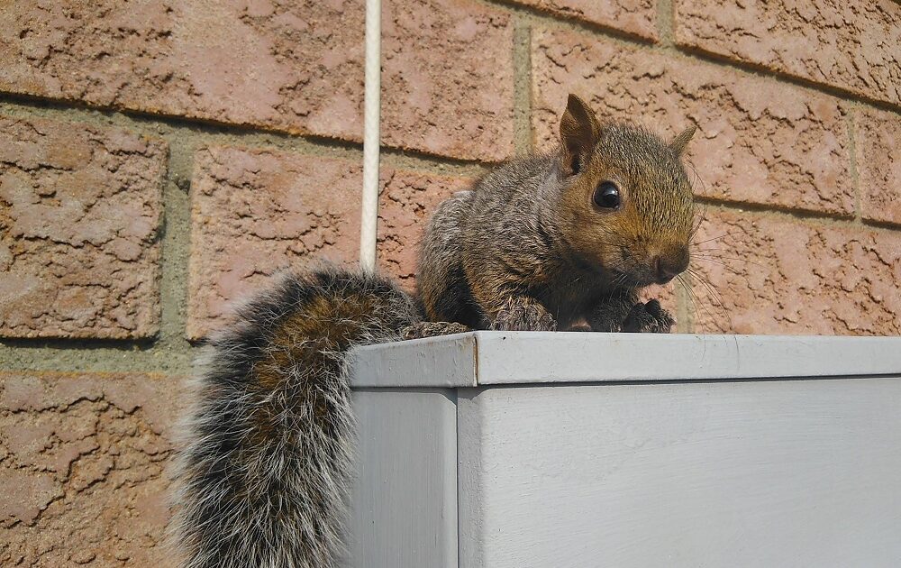 Squirrel Removal Hamilton