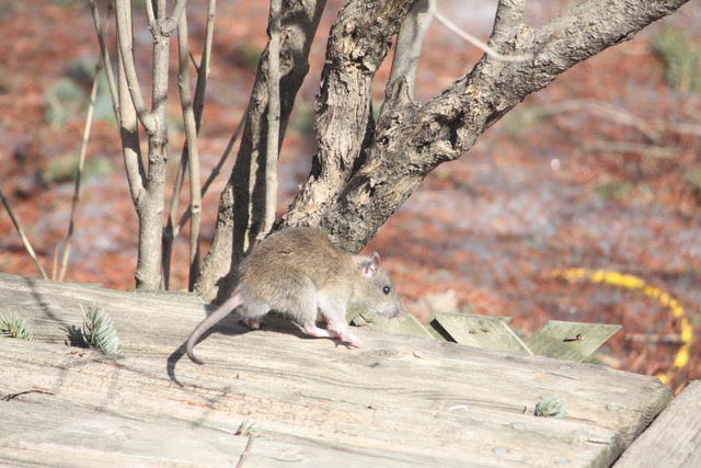 Rat Removal Kitchener