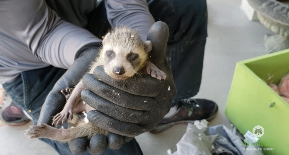 Raccoon Removal Coquitlam