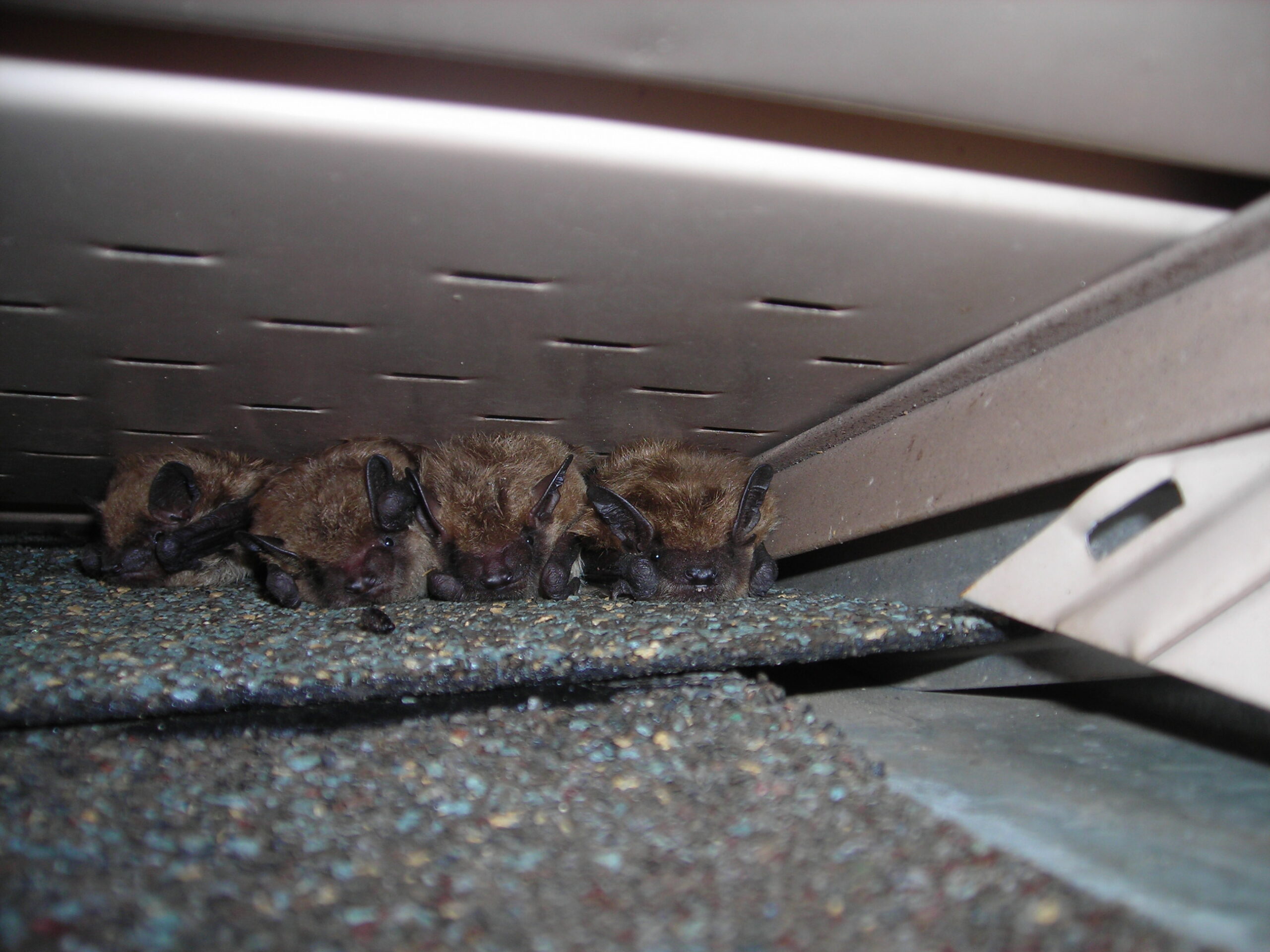 Wildlife Removal Oakville