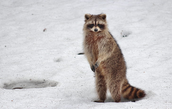 how do raccoons survive winter