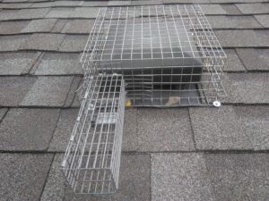 The Unseen Entry Points of Squirrels - Roof Vent