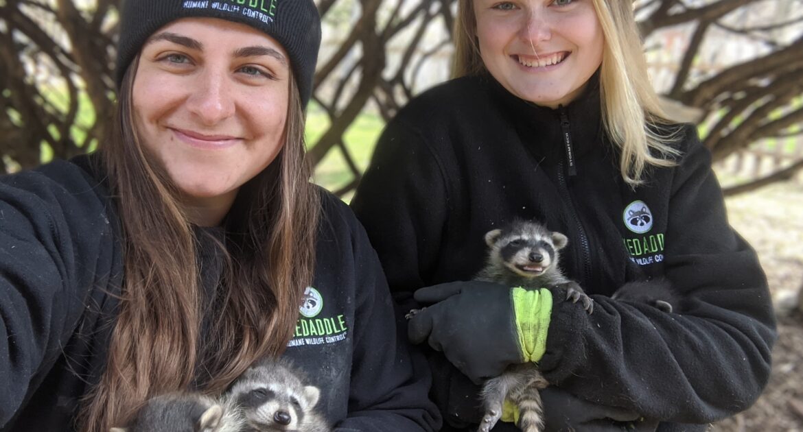 Humane Wildlife Removal