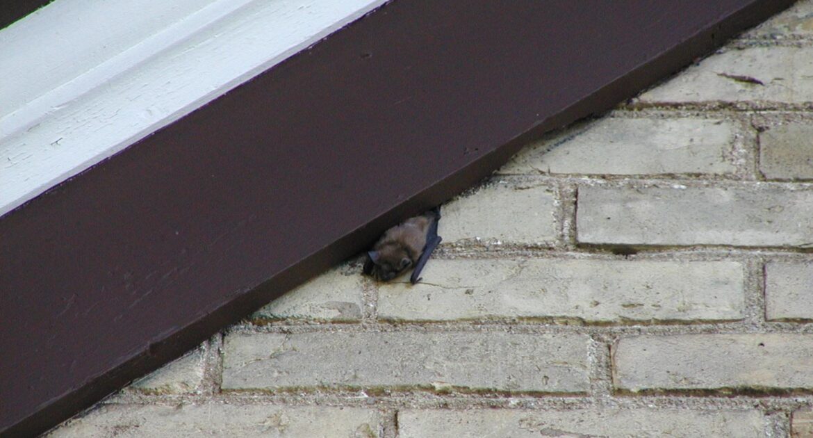 Bat Removal Milwaukee