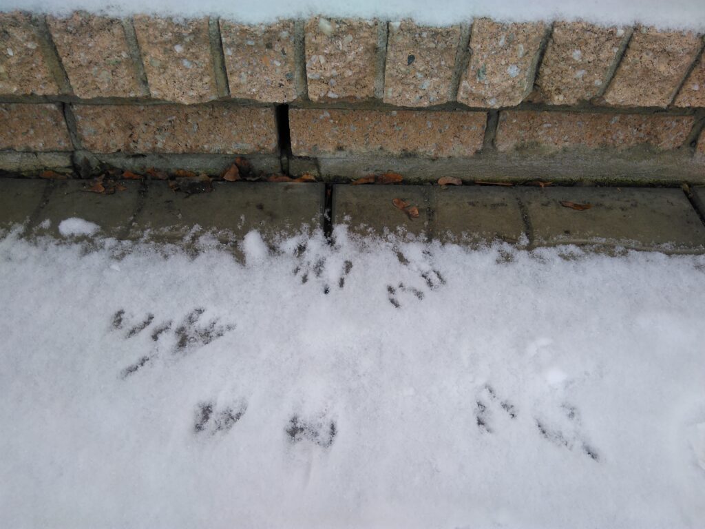 Wildlife Removal Experts Discuss Mice in the Cold Weather