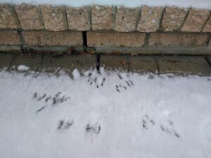 Mice Removal