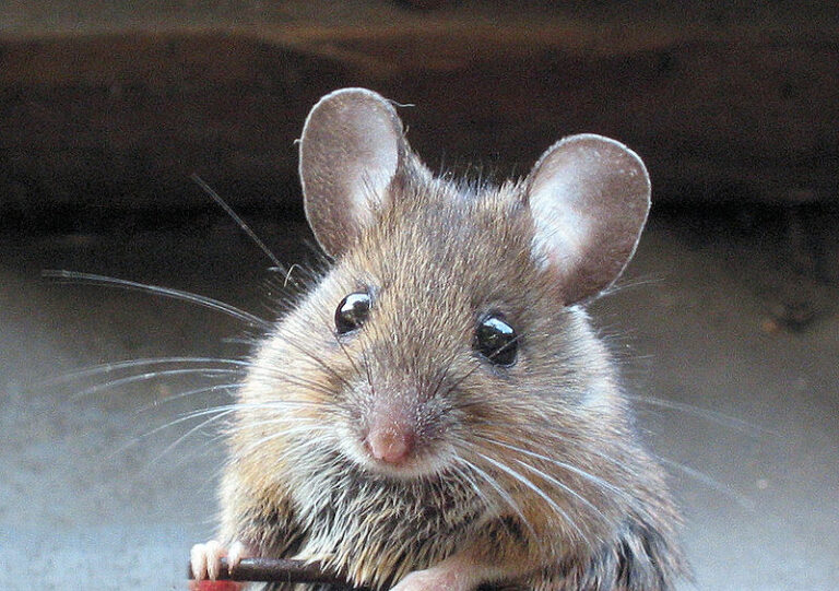 Wildlife Removal Experts Discuss Mice in the Cold Weather Skedaddle