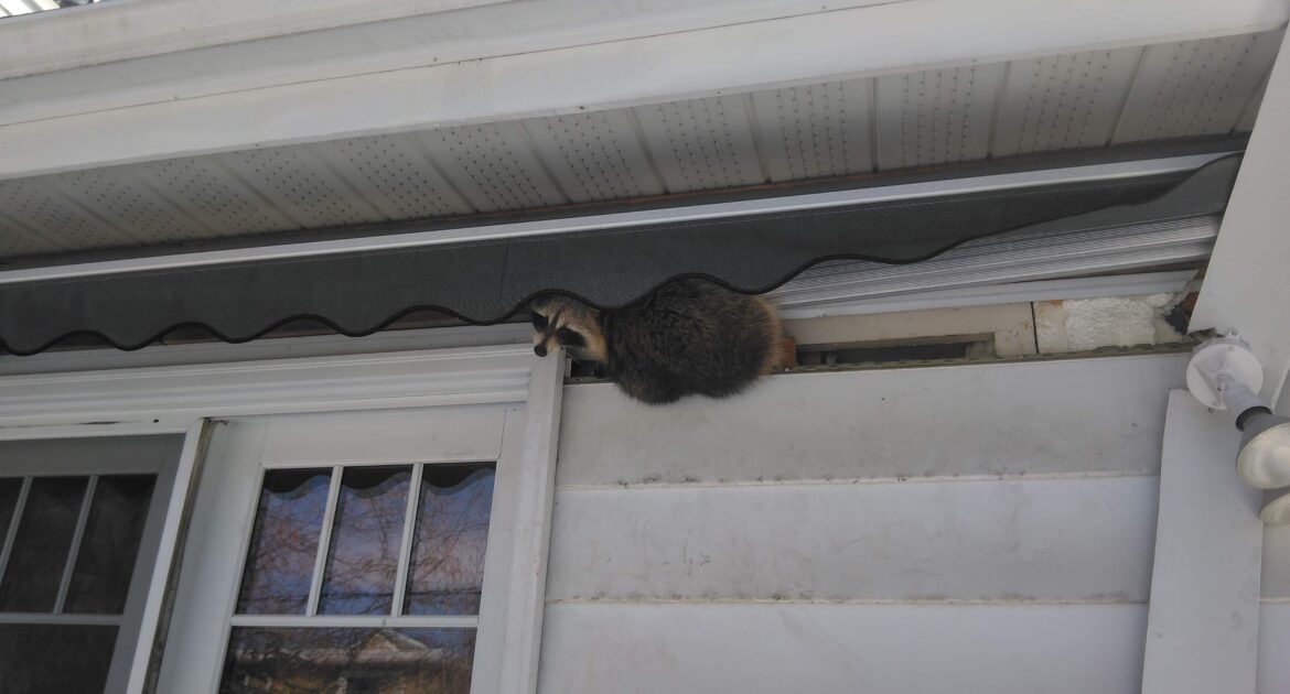 How To Stop Raccoons From Making Your Deck Their Bathroom?
