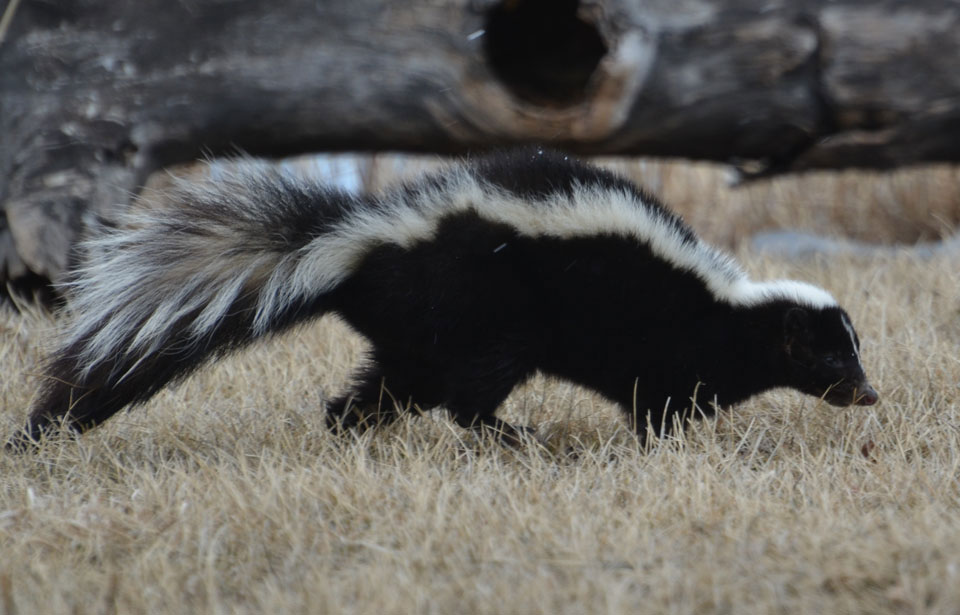 Skunk Removal Madison