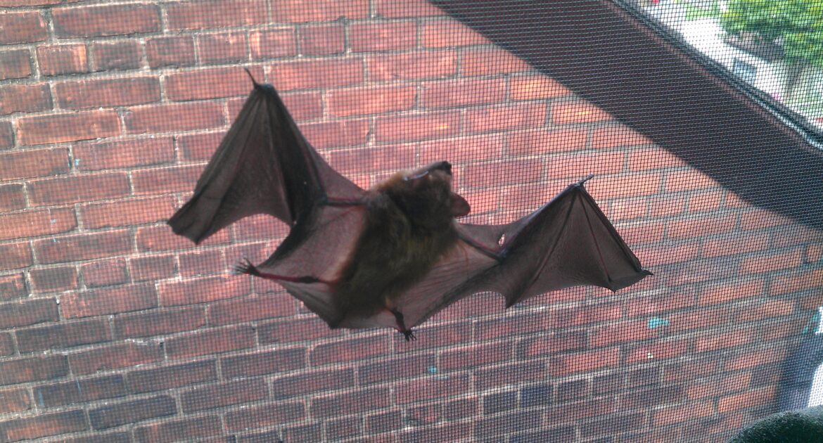 Bat Removal Milwaukee