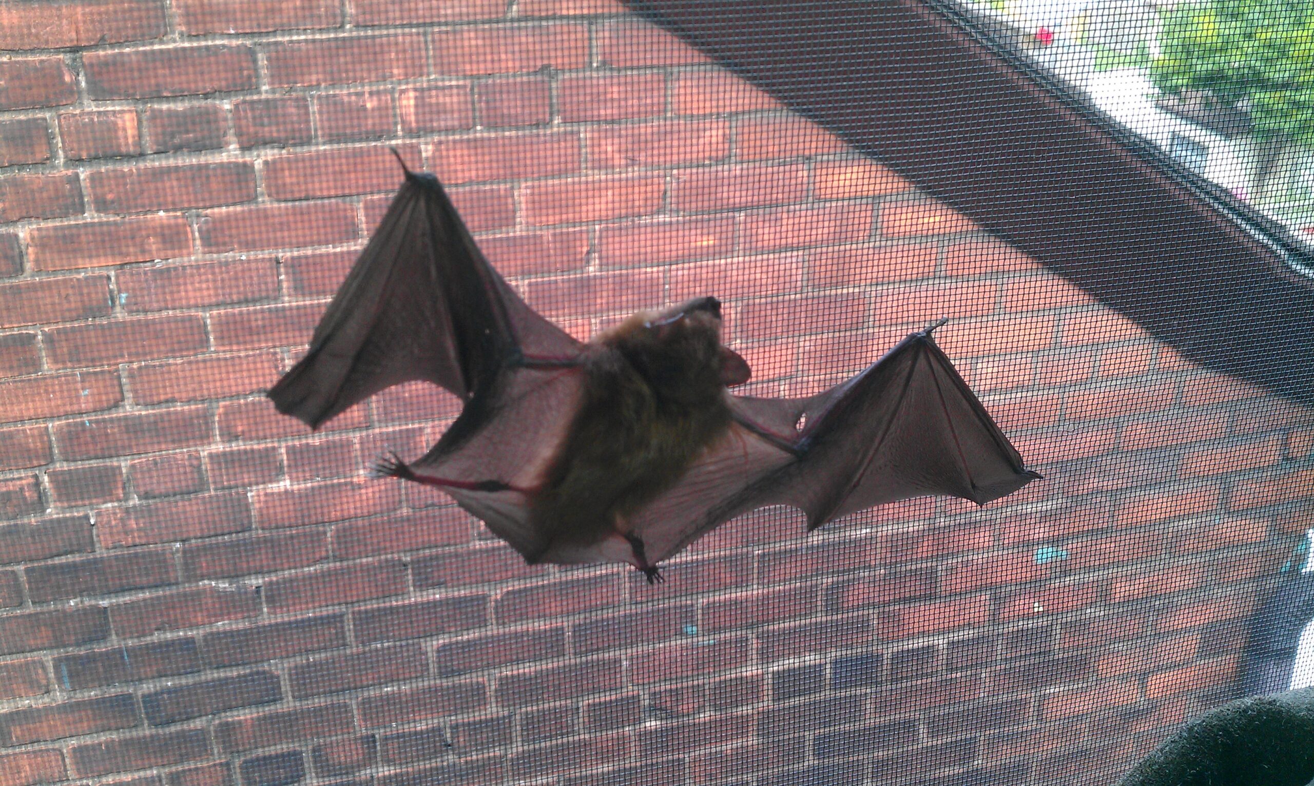 Bat Removal Milwaukee