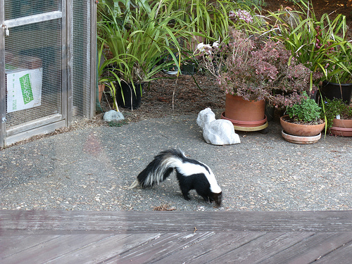 Skunk Removal Milwaukee