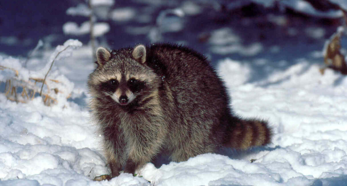 Raccoon Control Montreal