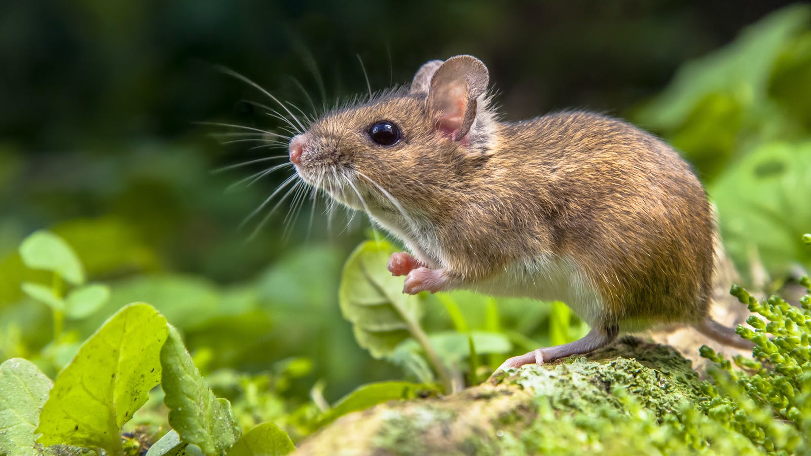 What Are Mice Good For Anyways 