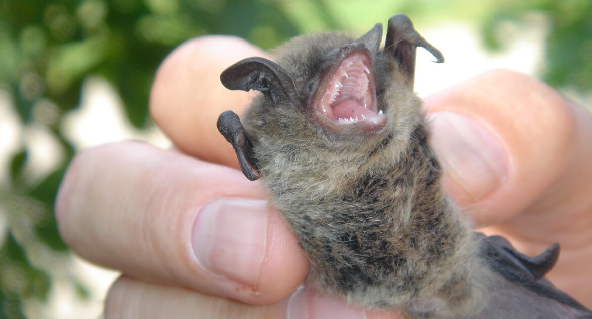 Bat Removal Milwaukee