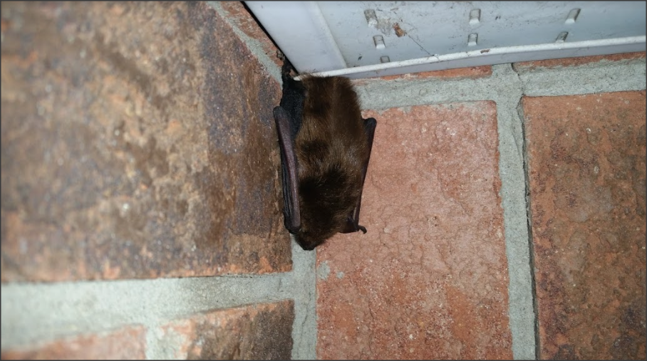 Bat Removal