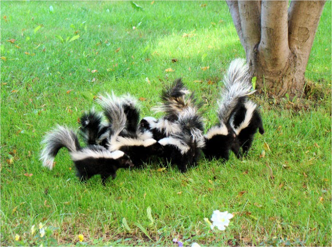 Skunk Removal Pickering