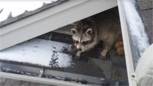 Raccoon Control Ajax