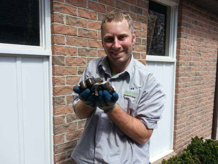 Skunk Removal York Region