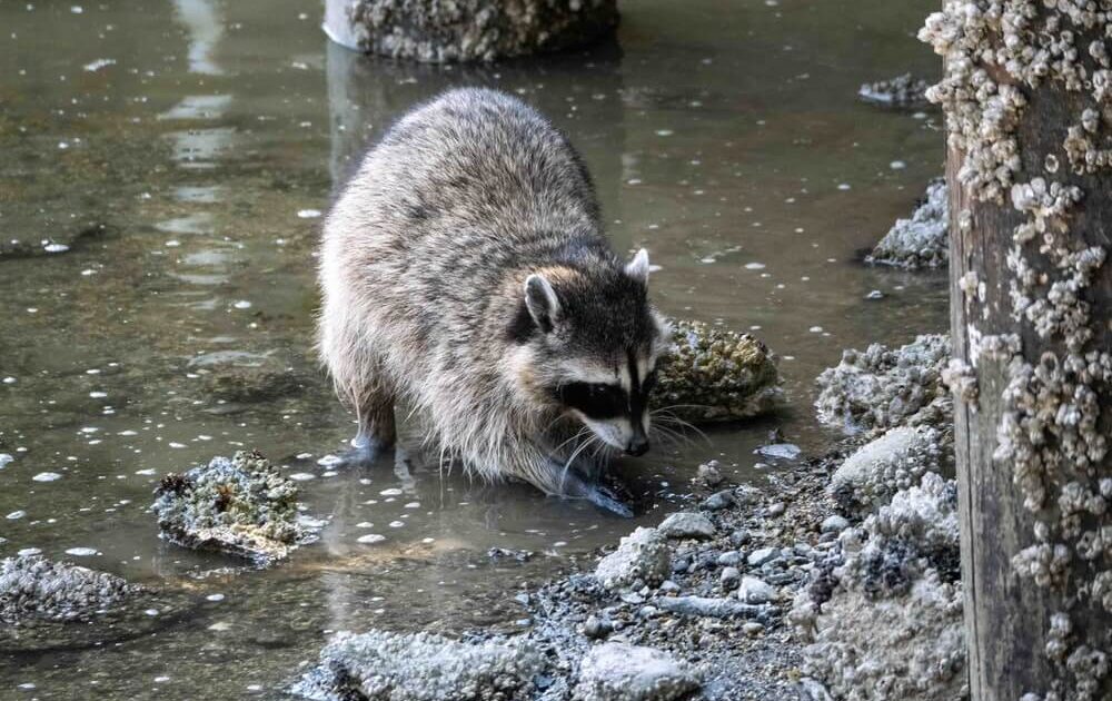 Raccoon Control Ajax