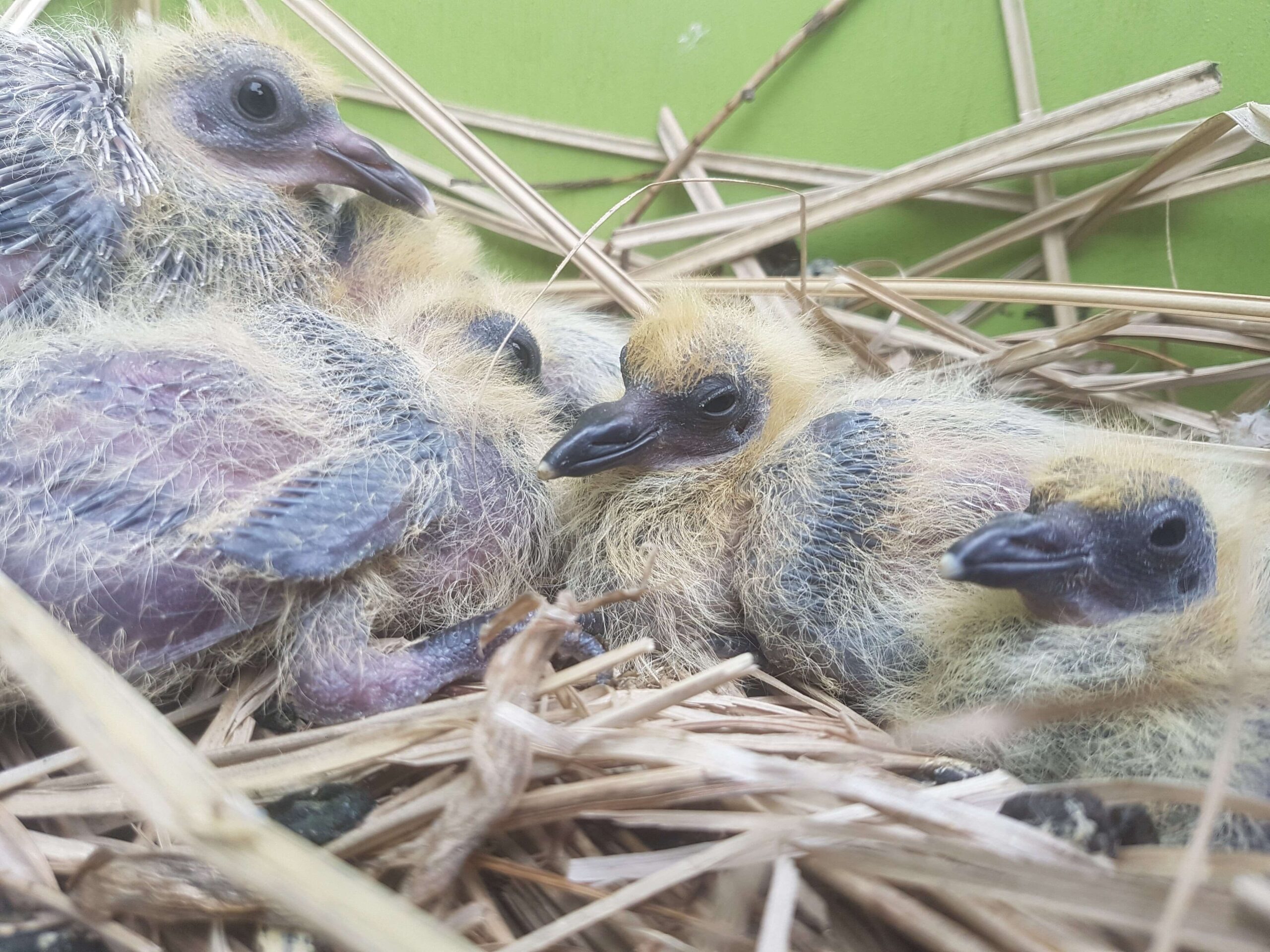 Bird Removal Barrie