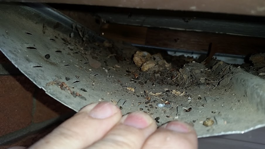 Mice Removal Thornhill