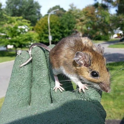 Mice Removal Woodbridge