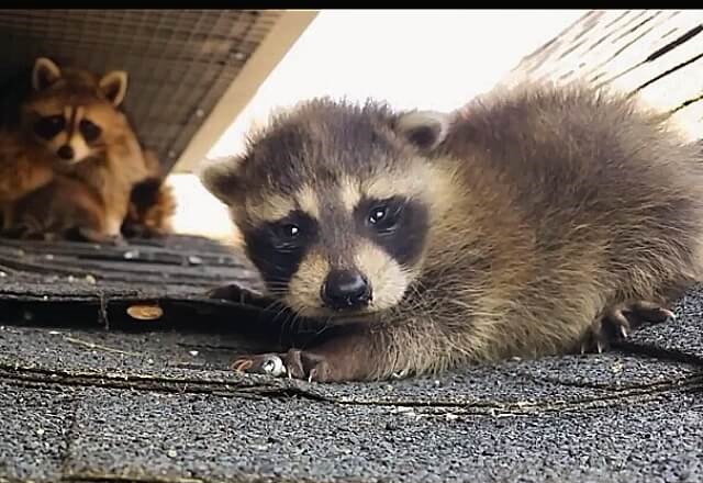 Raccoon Removal Richmond Hill