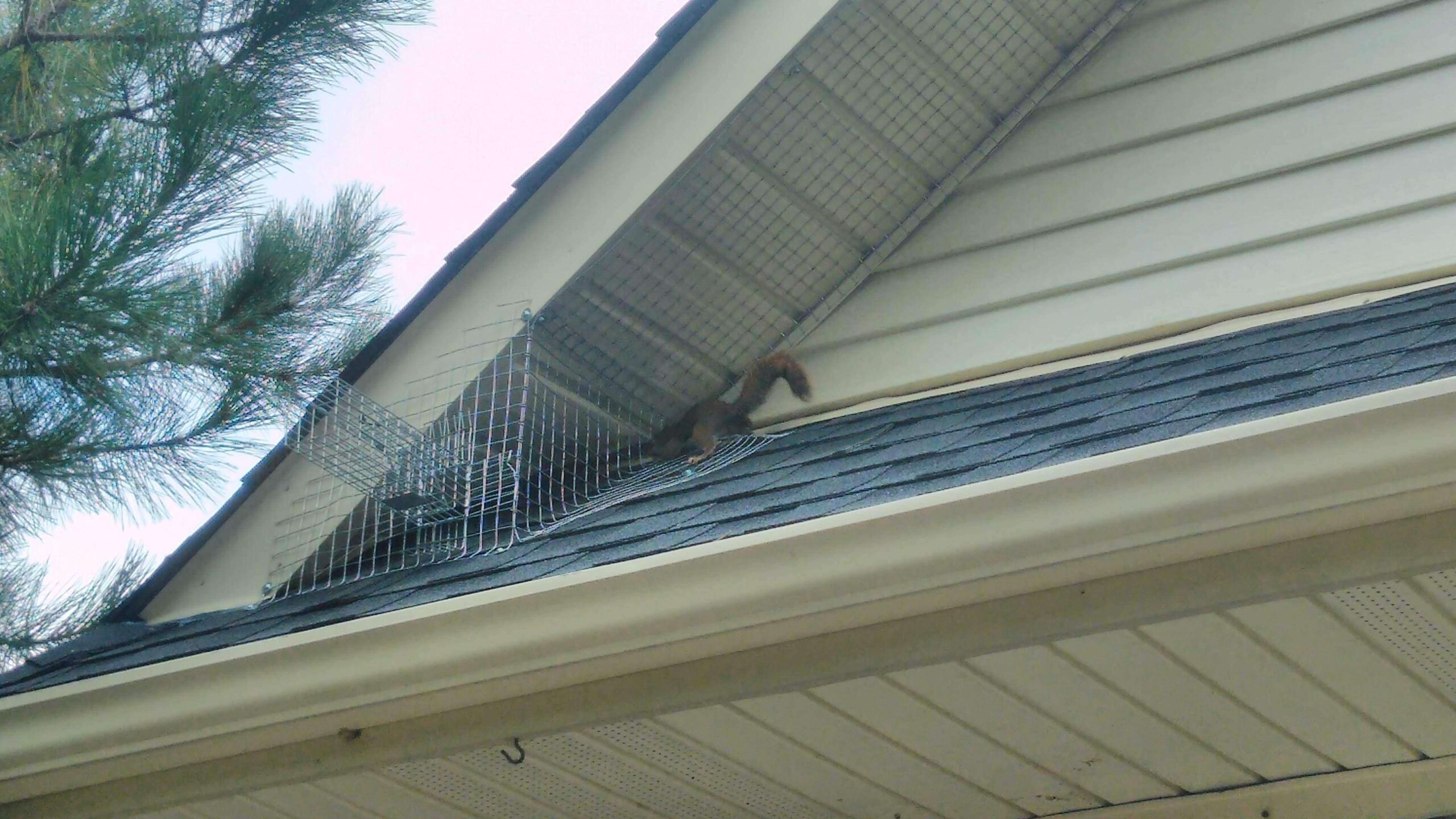 Squirrel Removal Barrie