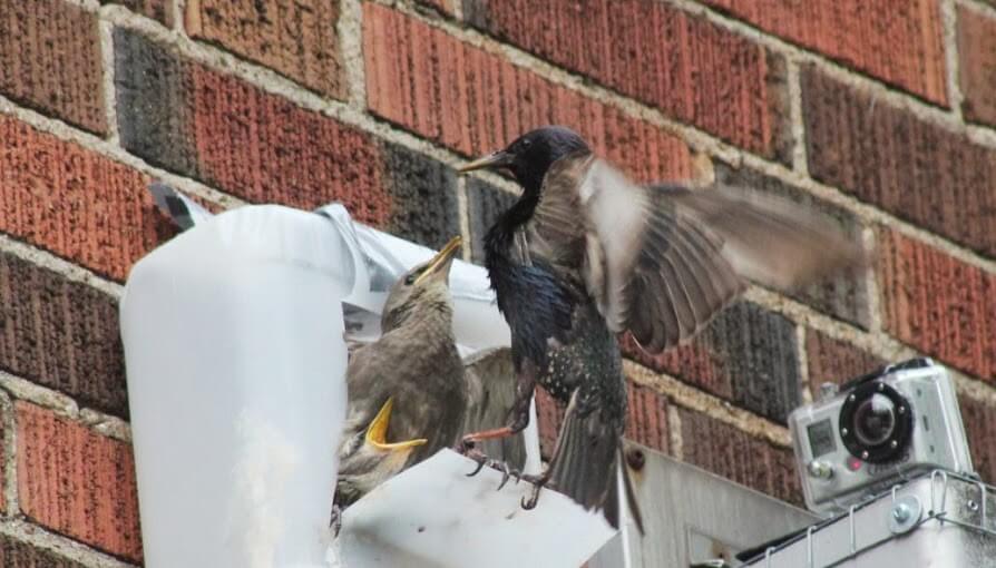 Bird Removal Markham