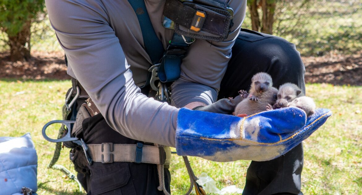 Why Wildlife Prevention Before Baby Season is Essential