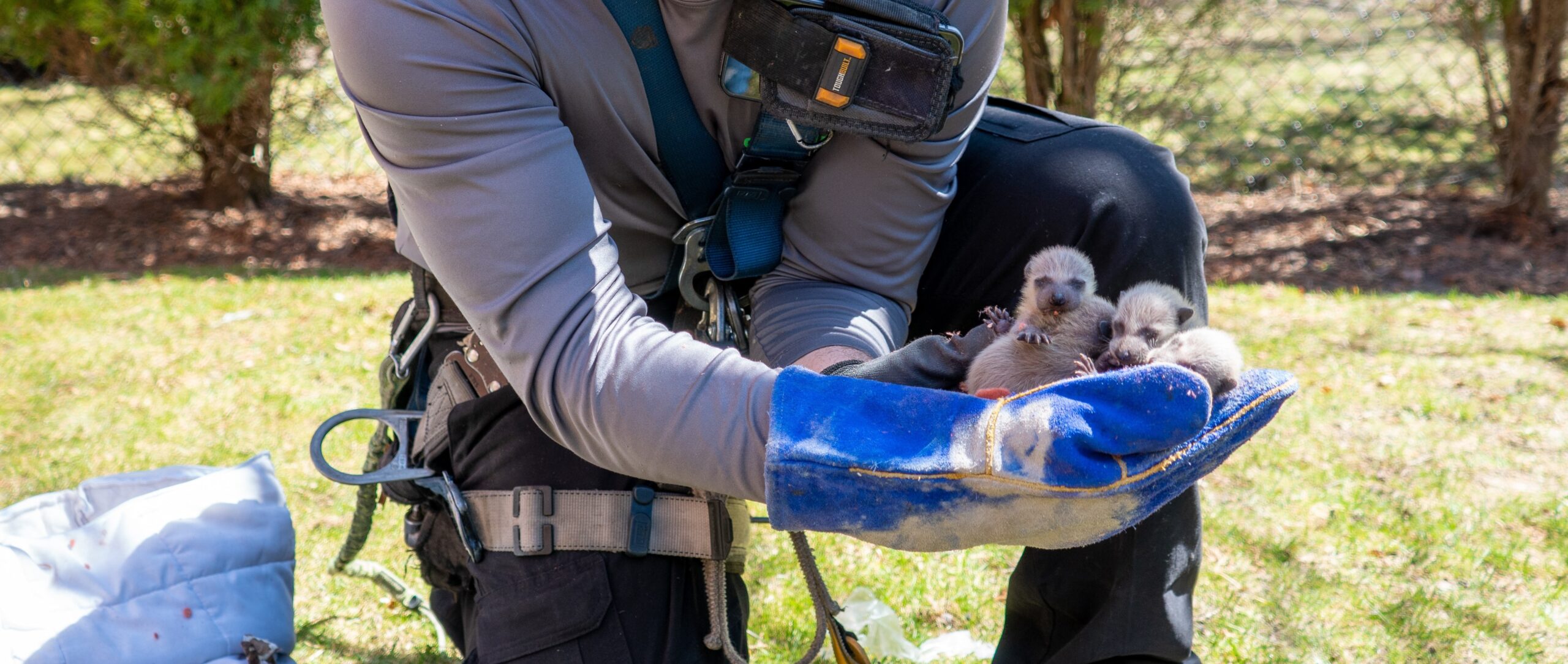 Why Wildlife Prevention Before Baby Season is Essential