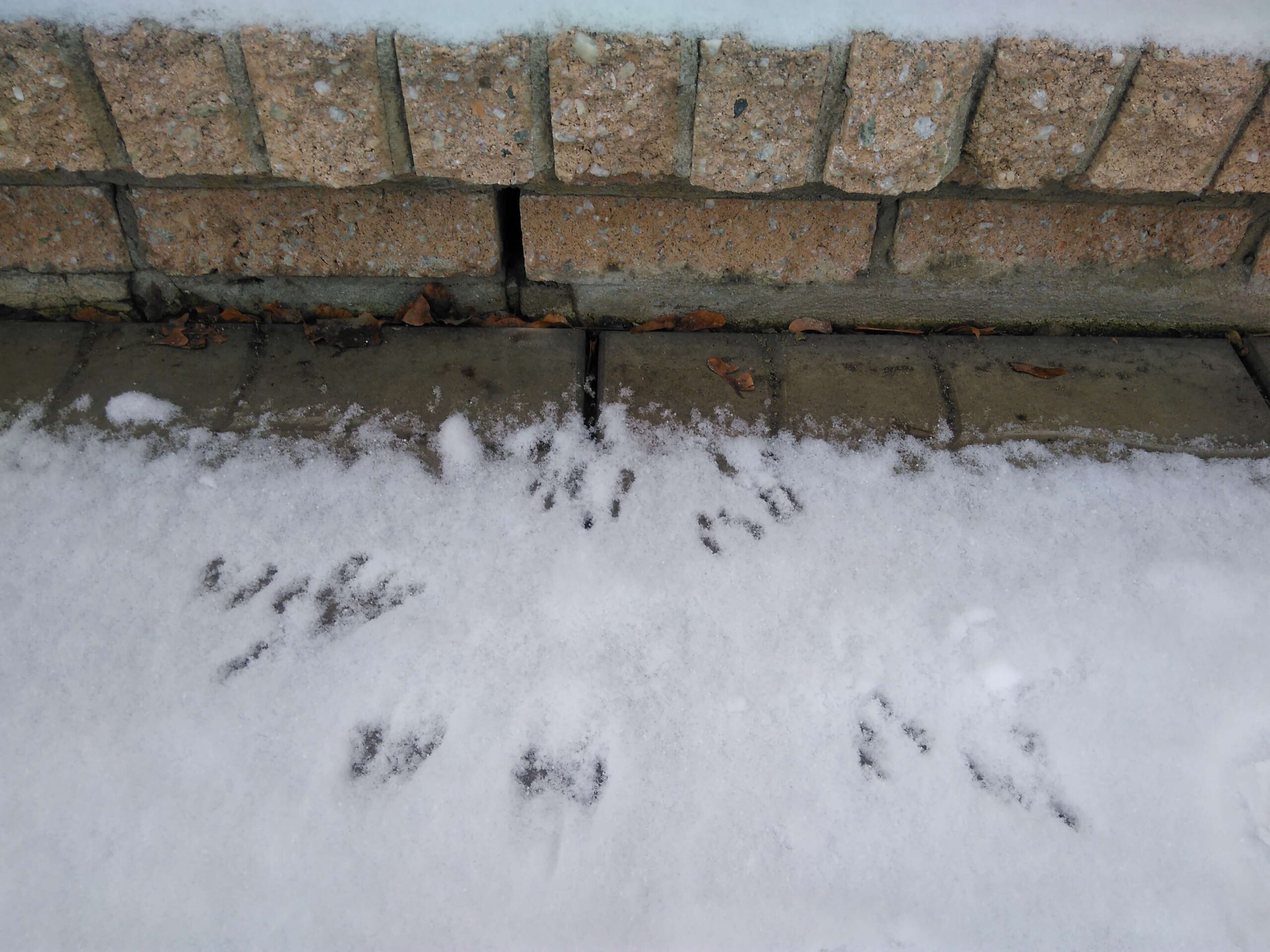 Wildlife Prevention Montreal