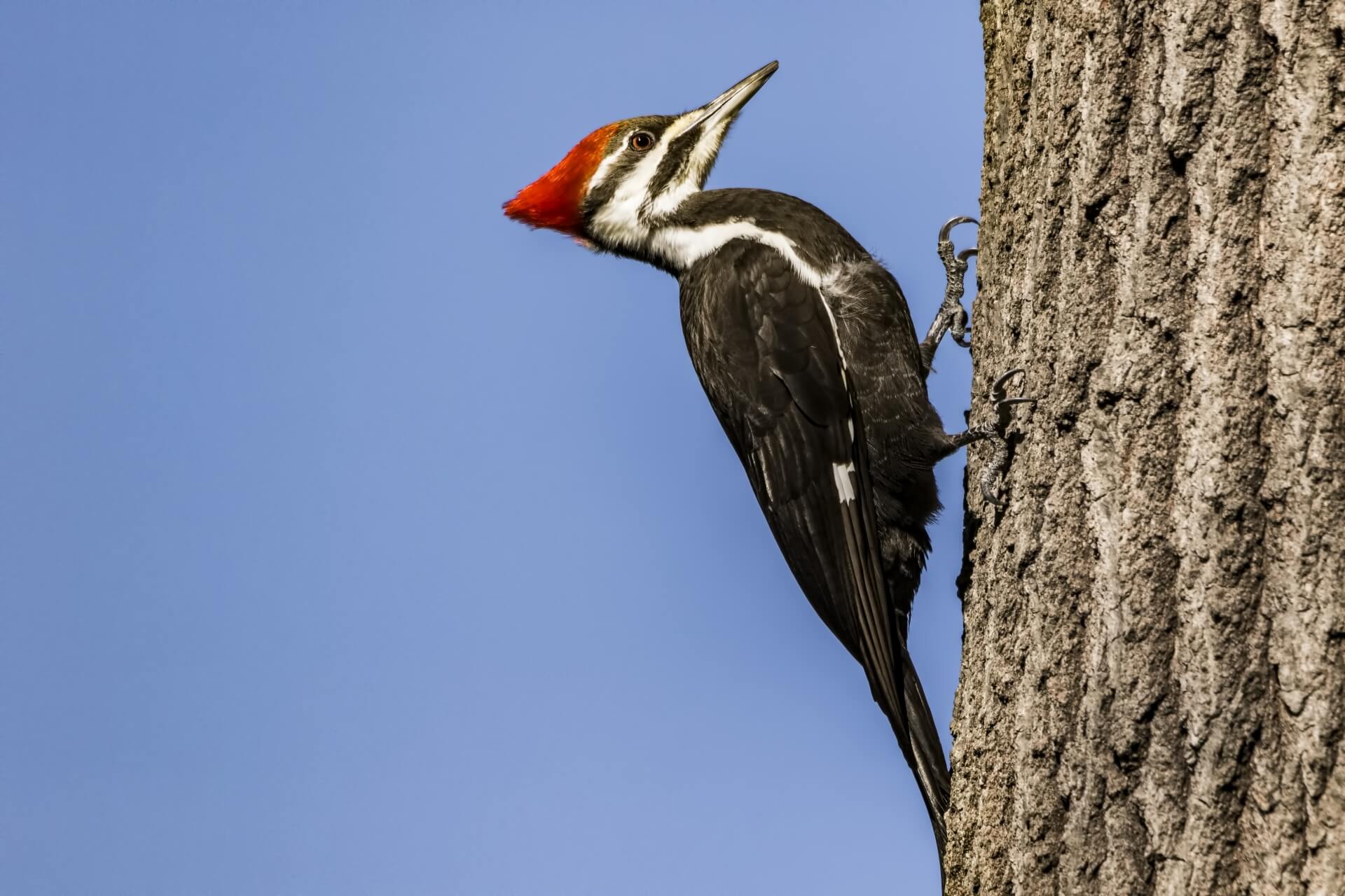 Bird Removal Madison